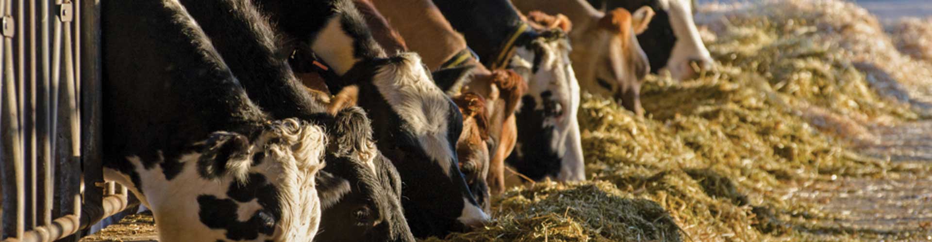 Micro Ingredient Feeding System specialty equipment